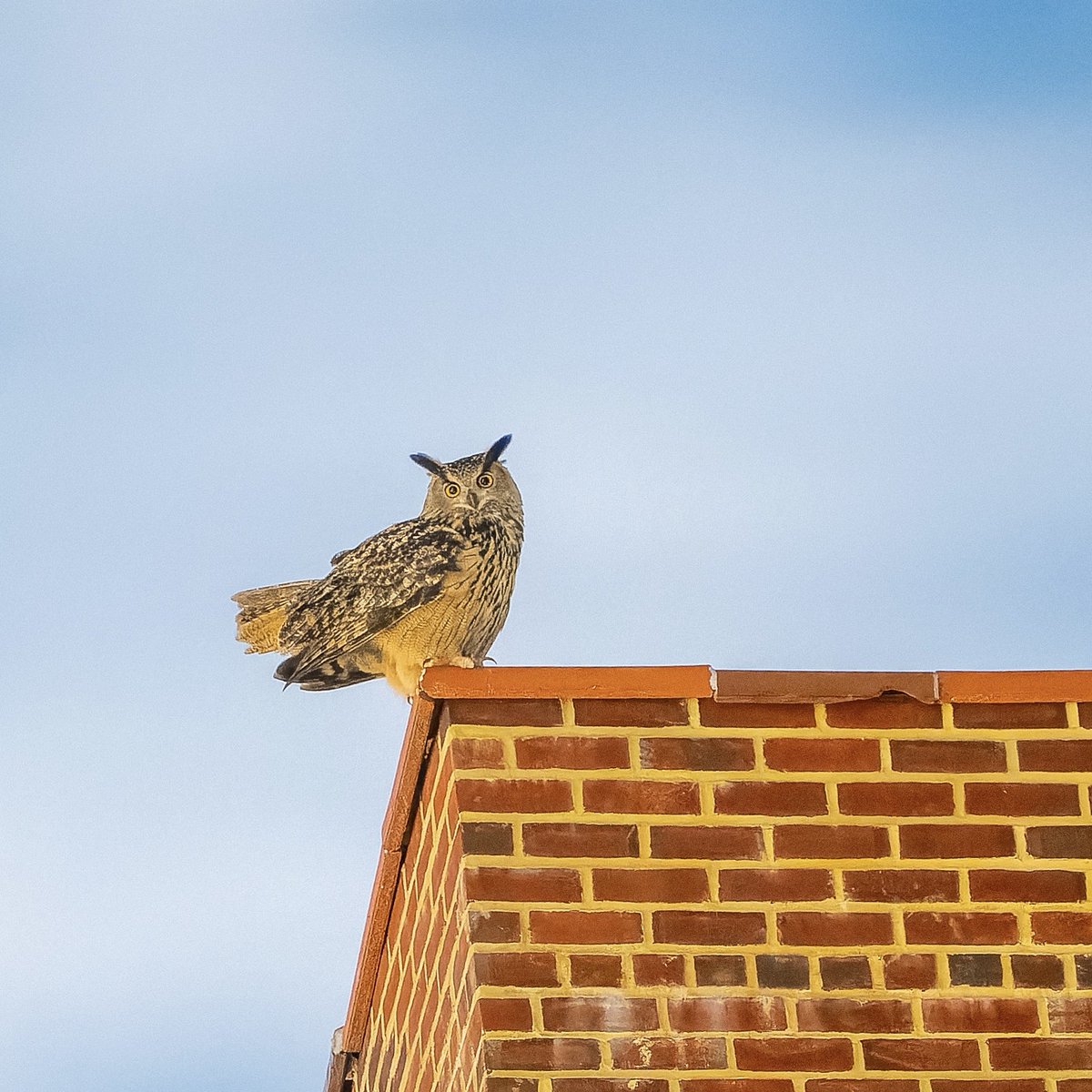 Flaco perching high in the sky on the Lower East Side earlier this evening.💕🦉 #birds #birdwatching #birdcpp #flaco