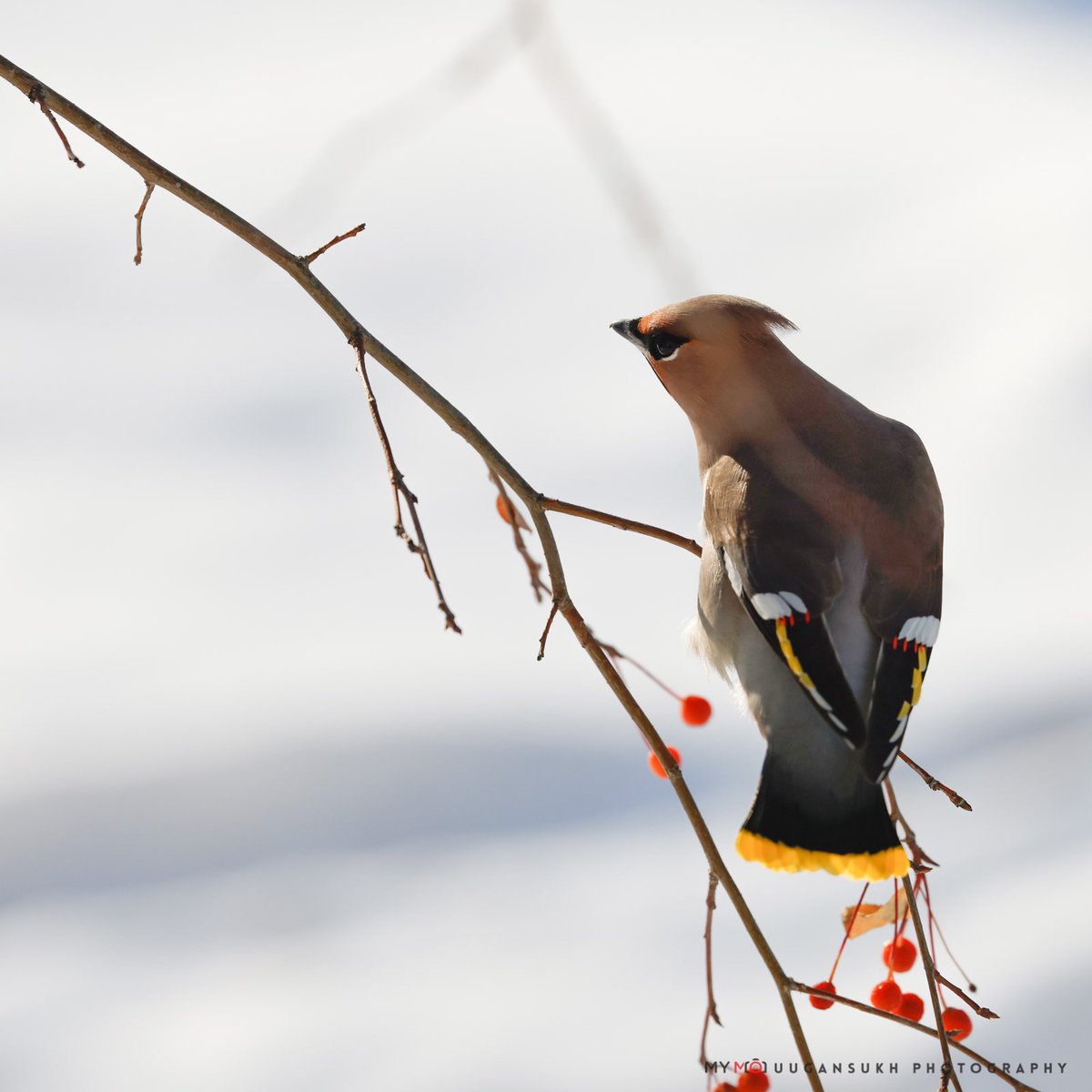 Шивэр энхэт бялзуухай гэж ойн шувуухайн шинжлэх ухааны нэр нь торгон сүүлт бол англиар Бохеми хязгаарын тосон далавчит гэдэг. Өдний улаан пигмент (astaxanthin) байх агаад хэрэг учрыг тайлаагүй гангараа. Нас бие тэгширсэн нь таваас дээш ийм чимэгтэй. 

Улаанбаатар хот. 2023.11.08