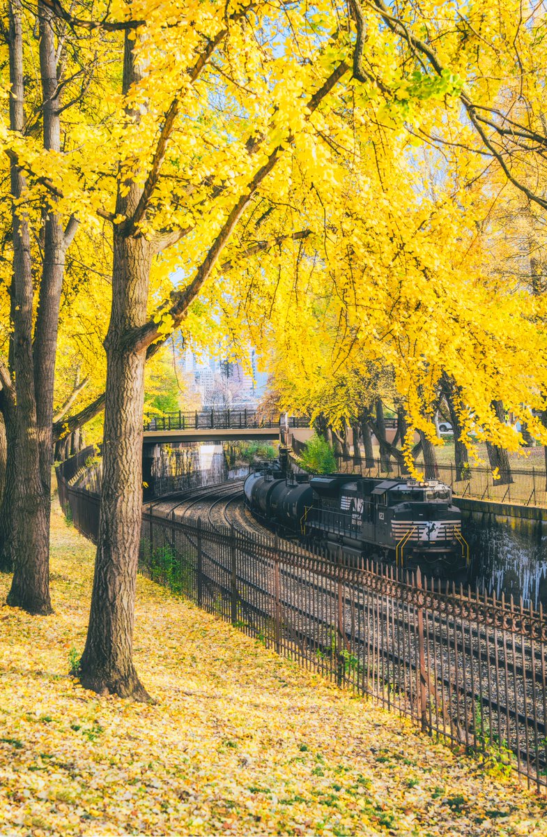 Spent some more time on the North Side of #Pittsburgh this evening and my goodness were the conditions perfect. Though not all the trees are at peak, this one sure was, and the light couldn't have been better as a Norfolk Southern train rolled through. Tons more to share.