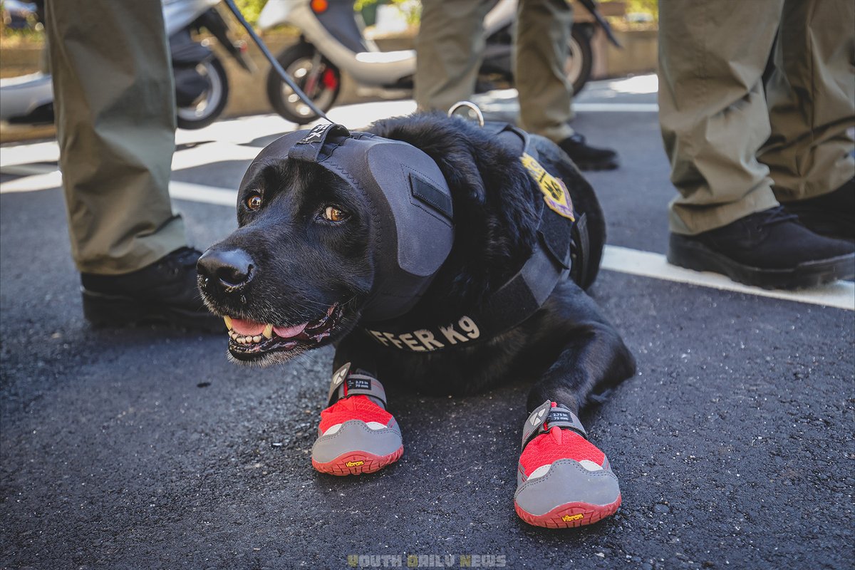 YDN_NEWS's tweet image. 你知道狗狗也有抗噪耳罩嗎？🐕🐕
⚠️偵爆犬執行防爆偵檢作業；由於環境複雜多變，都可能造成犬隻聽力受損，或突發噪音影響判斷。
#安維8號 #偵爆犬 #憲兵指揮部
🔗完整報導連結放在留言處
📸記者陳俊鈞