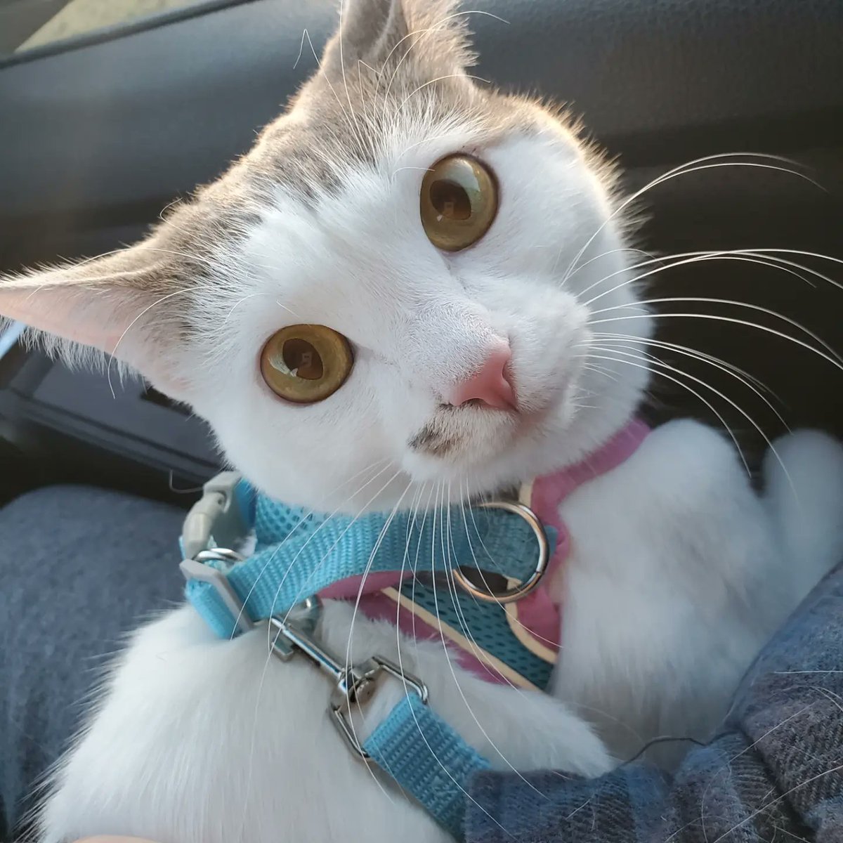 Cleo on a car ride lol #cats #mycat #catstagram #catsareawesome #catsofinstagram #kittenlove #kittens #kittenlovers #cute #funnycat #carride #pets #catphotography #friendship #friends #friendsforever