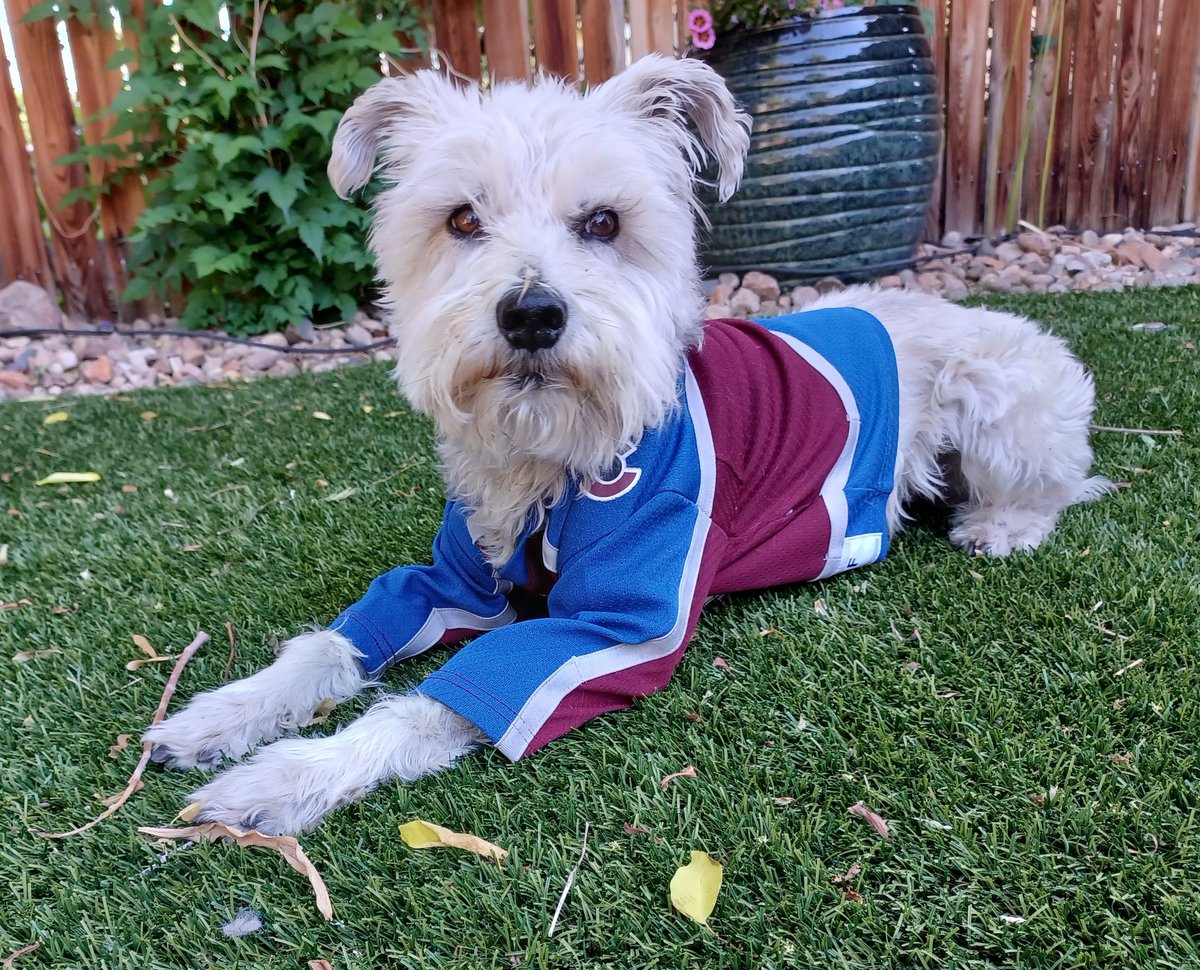 cz_denver's tweet photo. #GoAvsGo #unofficialschnauzerofthecoavs https://t.co/IXcLo90Ht5