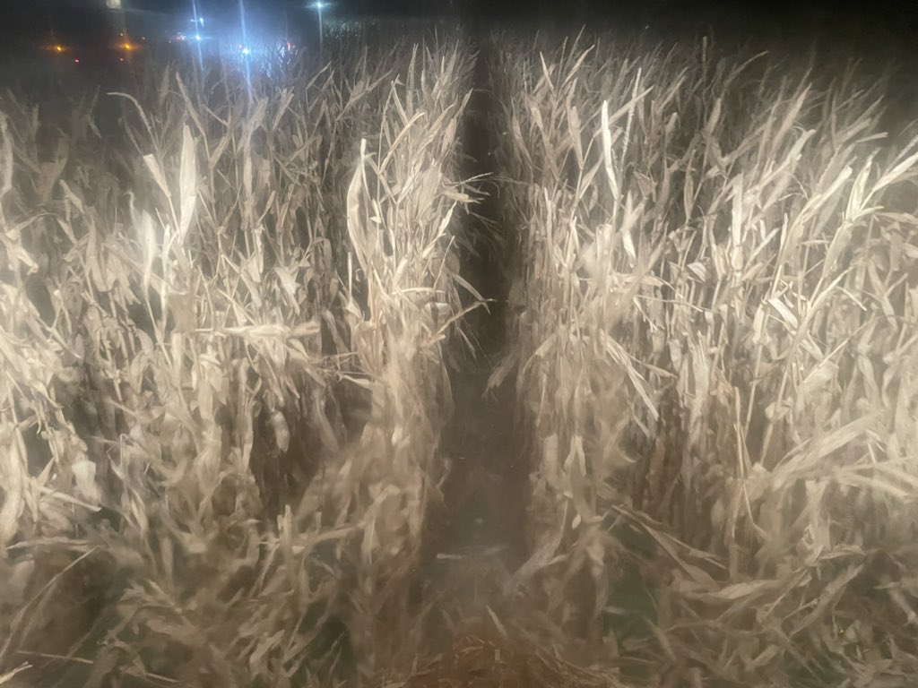 P0622Q standing great into mid November. It has yield that is as good as it’s late season plant health. Just what you expect from a <a href="/PioneerSeeds/">Pioneer Seeds U.S.</a> hybrid.