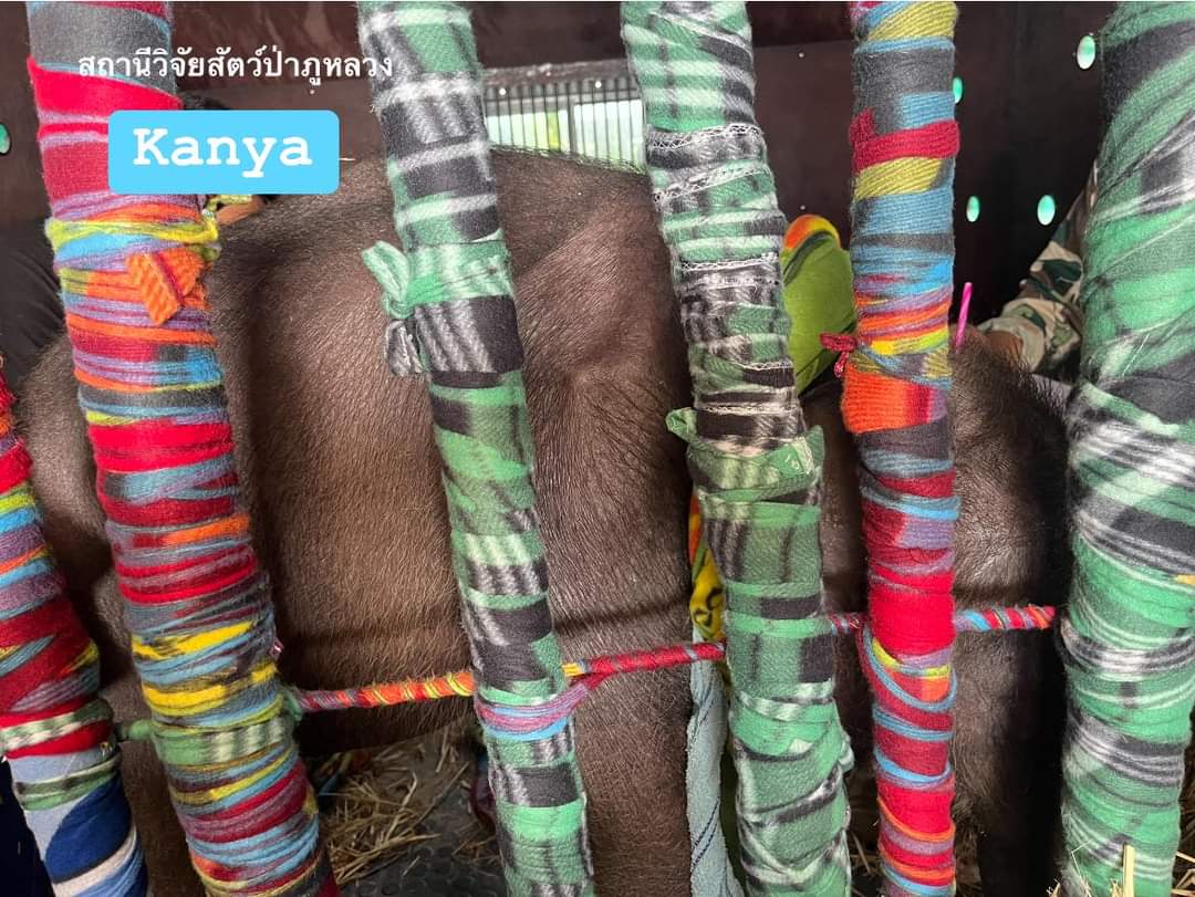 อีก199กิโลเมตรแล้วนะ
กันยาสู้ๆ
แข็งแกร่งมาก
ยืนหลับแป๊บ✨🐘✨
นมยังไม่หมดขวด ขอหลับก่อนนะพี่ๆ

น้องสู้มาก พี่ห้ามเหนื่อยค่ะ กันยากล่าว

#นักวิจัยช้างป่า
#สถานีวิจัยสัตว์ป่าภูหลวง