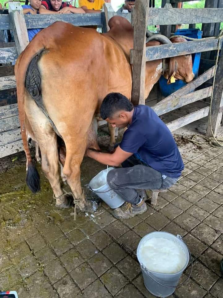 Pl_ipiales_FNG's tweet photo. Las metas grandes necesitan el doble de esfuerzo disciplina y constancia es la base del éxito 🙏

@PLBARRANCA @jflafaurie @Fedegan
#ConstruyendoGanadería 
#OrgullosamenteGanaderos https://t.co/B8JxCfWk5Q