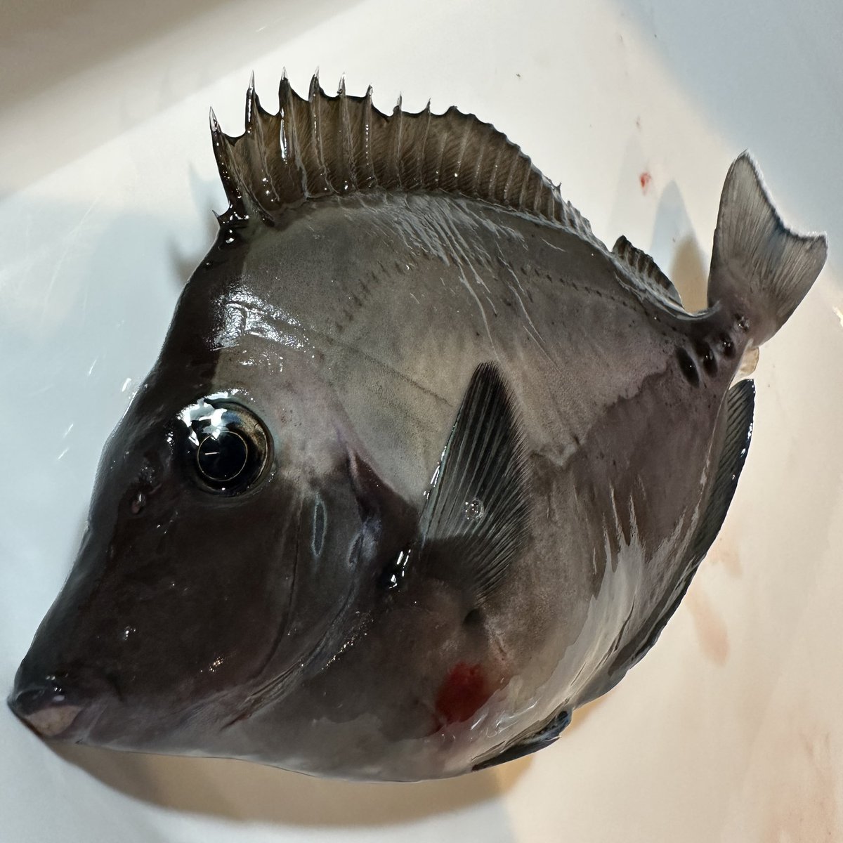 それでも釣りに (@uZON8xiPdNcc4Mb) / Posts / X