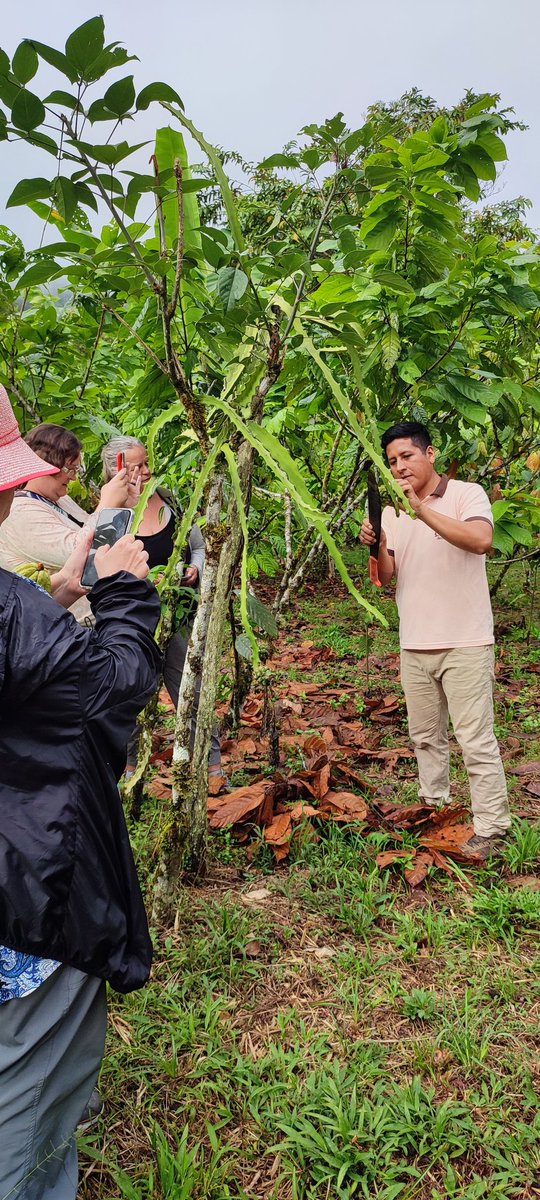 ChocolatesQr's tweet photo. Existe una gran y marcada diferencia entre los pequeños y grandes productores de cacao, aquí te mostramos el por qué nuestro cacao de origen+5300 es el mejor 🌱🍫☕
@PROAmazoniaEC 
@premiosverdes 
@lifeinlojaec 
#cacao #cocoa #fypシ #viral #chocolate https://t.co/LDXOyWQGmY