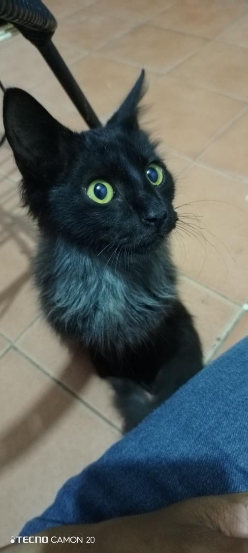 The cat wants to have slaves