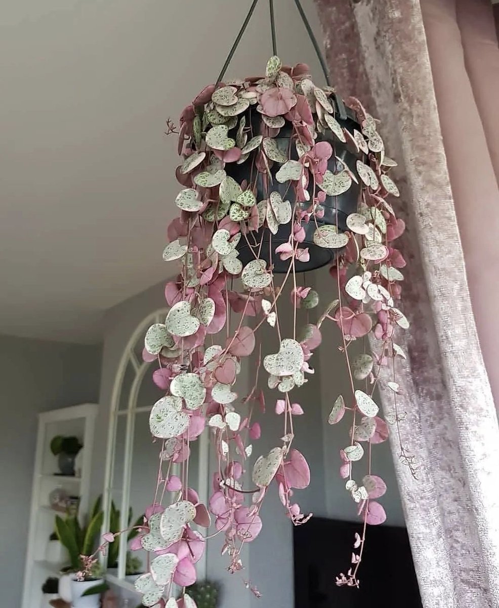 Houseplant Hobbyist tweet media