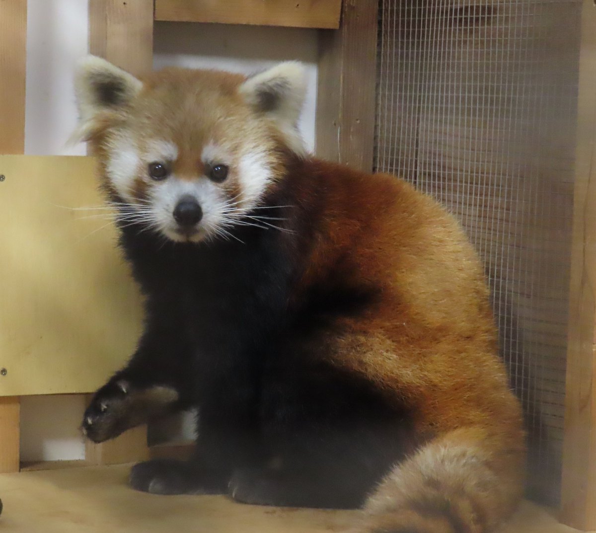 昨日、池田動物園からレッサーパンダのオス（ココロ）が来園しました