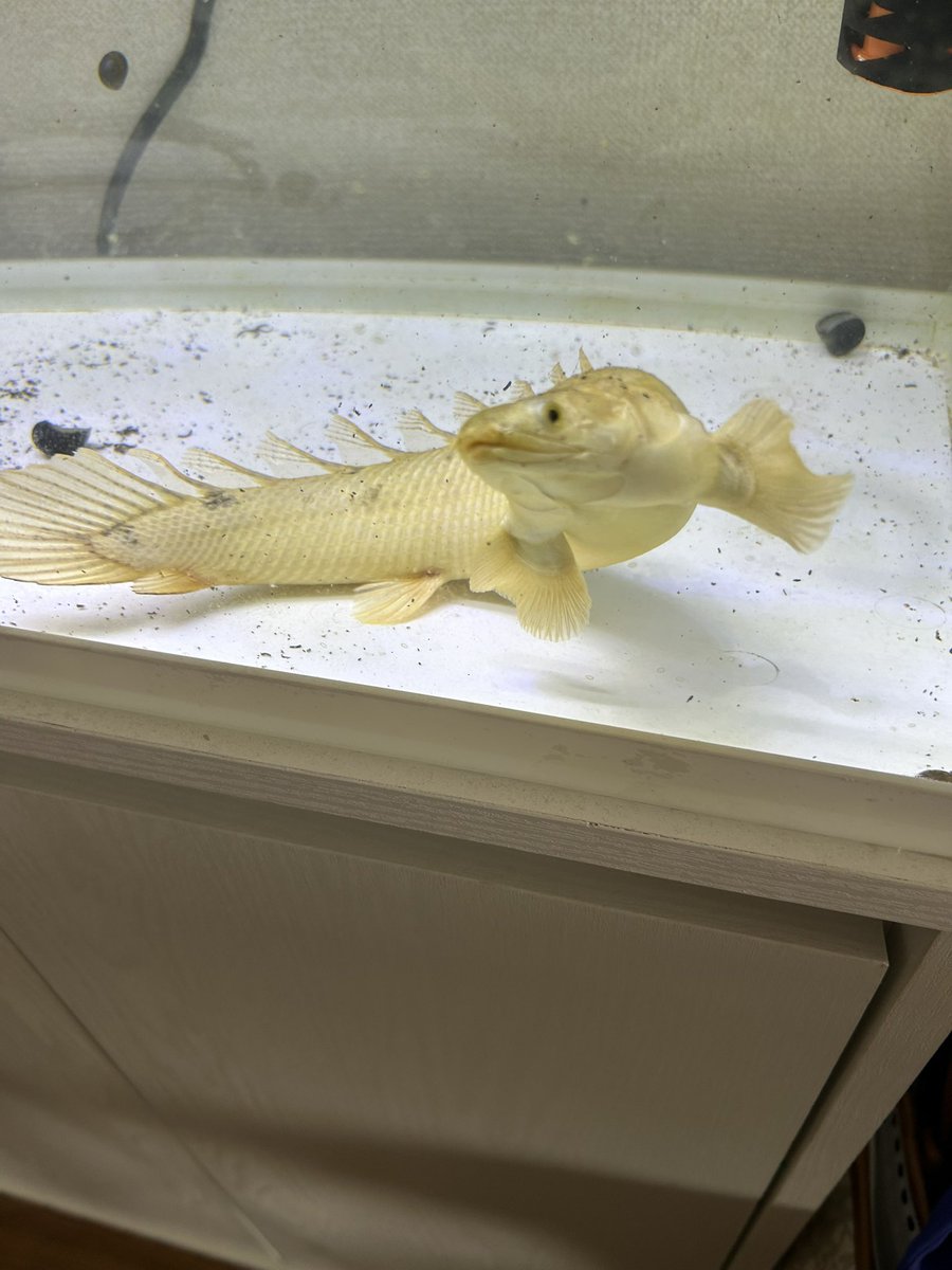 kaita1121's tweet photo. 我が家のフィッシュ🐟
#熱帯魚
#ブランドノーズガー
#ポリプテルスデルヘッジ
#ショベルノーズキャット https://t.co/plD7h6PFuW