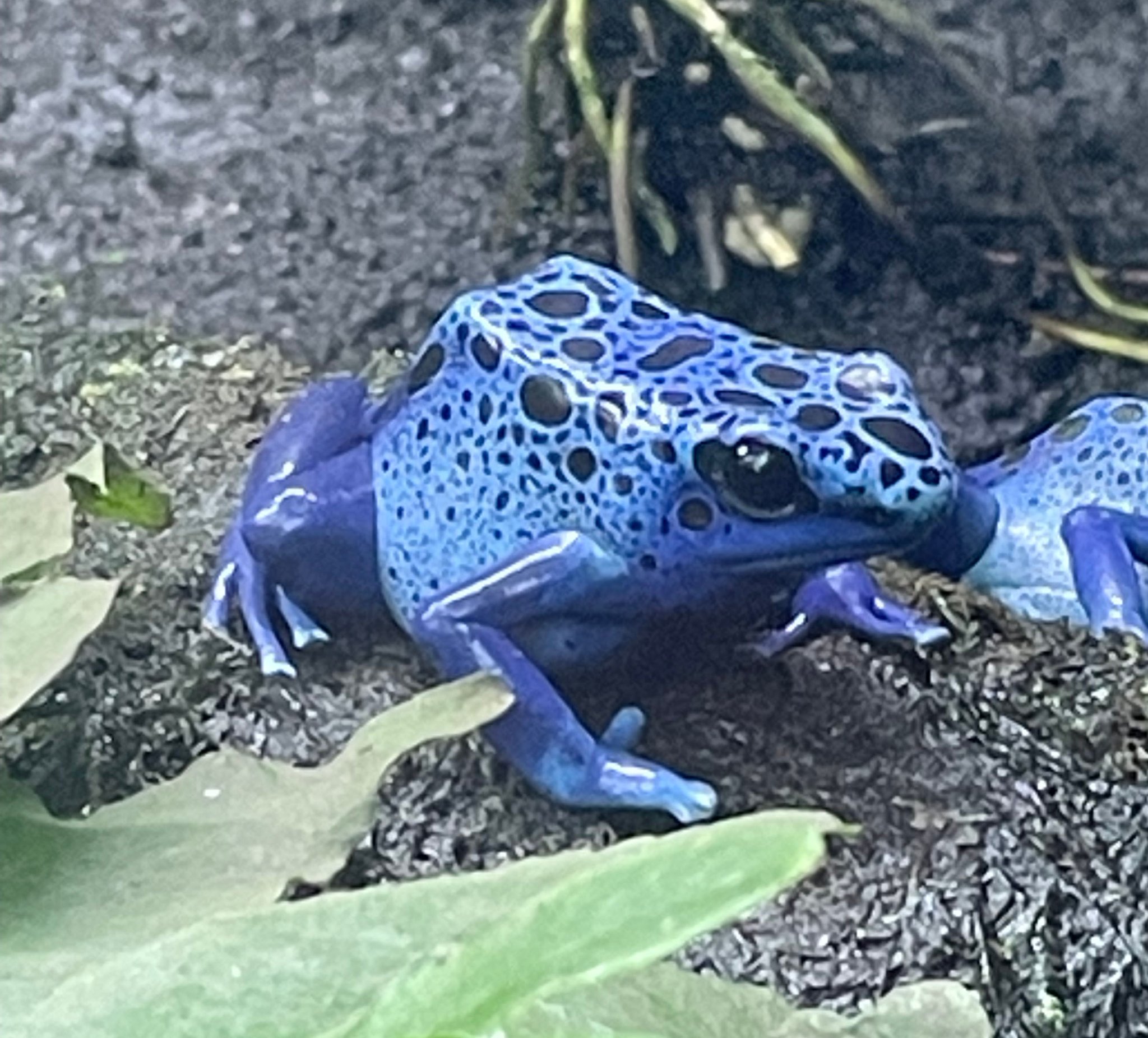 WILDLIFE PROTECTIONシリーズ コバルトヤドクガエルカラー 上野動物園［公式］ on X: 