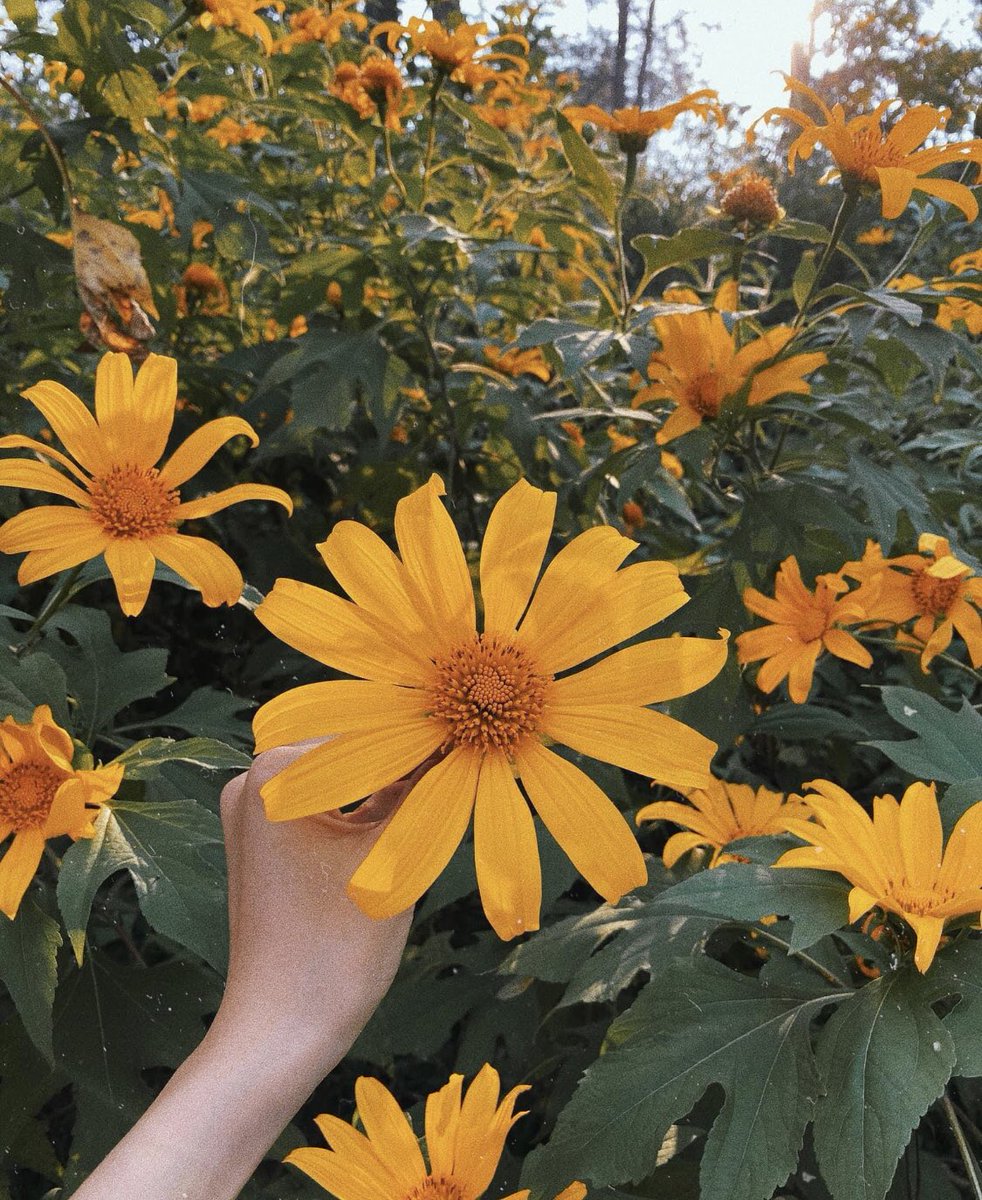 Tháng 11 - Mùa hoa dã quỳ nhuộm vàng Cao Nguyên 🌼🌼
------------