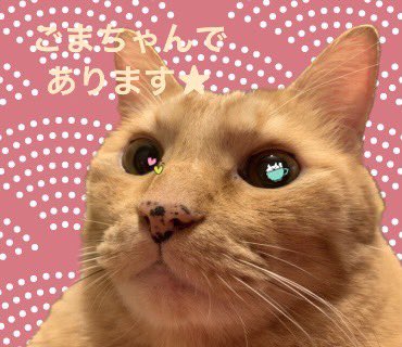 聞き捨てならにゃいにゃー
そんなお金かけとるんかいにゃー😱猫を育ててる家庭に恵んで欲しいにゃー
ちゅーる食べたいにゃー
#猫のいる生活