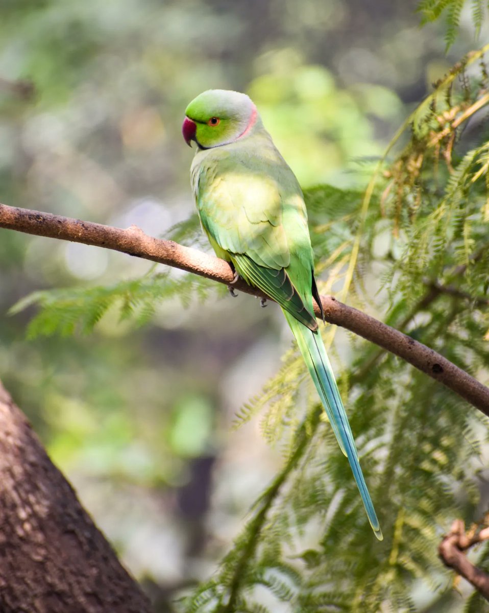 Dpsairy's tweet photo. Alert ring necked parrot. 

Location:- New Delhi, India.

#birds #BirdsSeenIn2023 #bird #birdphotography #birdtwitter #birding #wildlife #foto #birdlovers #birdwatching #nature #naturephotography #TwitterNatureCommunity https://t.co/NK5WyuIGDa