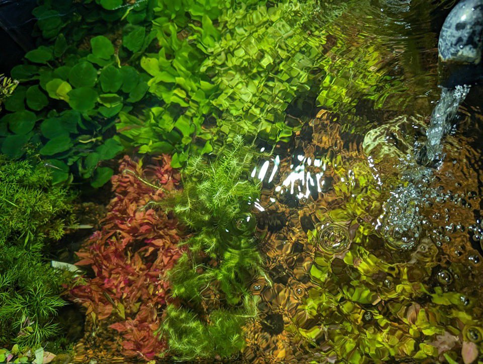 aqlaquarium's tweet image. Beautiful new Florida grown freshwater plants in stock! 
4505 Granite Dr 
Rocklin,  Calif 
#fishkeepinghobby #aquariumplants #fishtanks #plantedtank #plantedfishtank #plantedaquarium