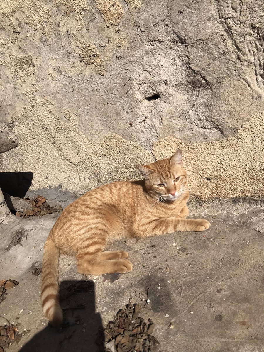 Lo estamos buscando!! Se perdió mi gatito en rosario zona norte, zona de velez sarsfield entre avellaneda y alberdi, si alguien lo ve o sabe algo por favor avise!! 3416543913