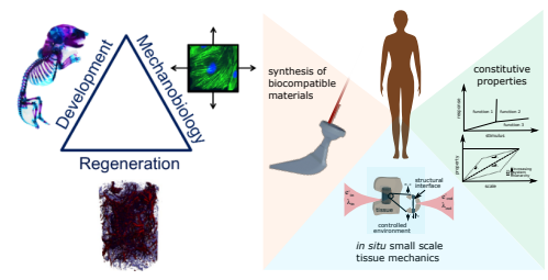 CEMB_STC's tweet photo. #ThursdayJobPost How about collaboration in mechanobiology for tissue engineering? @jboerckel and Tertuliano Labs are hiring a postdoc for their joint project! https://t.co/74H9zowOLc