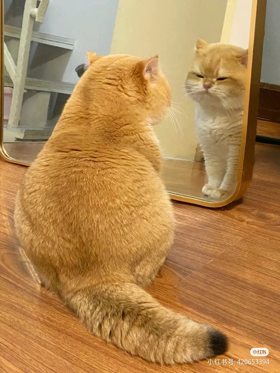 ชลน แมวส้มแท้ๆ 🐱 tweet media