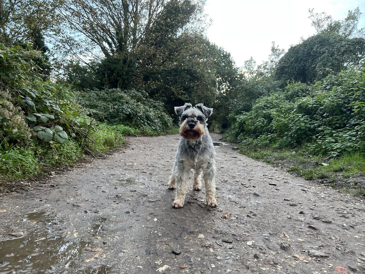 Today is my birthday! I’m 11 years old. For my birthday wish I would love to hear from dogs and hoos from all over the world. #DogsofTwittter #SchnauzerGang