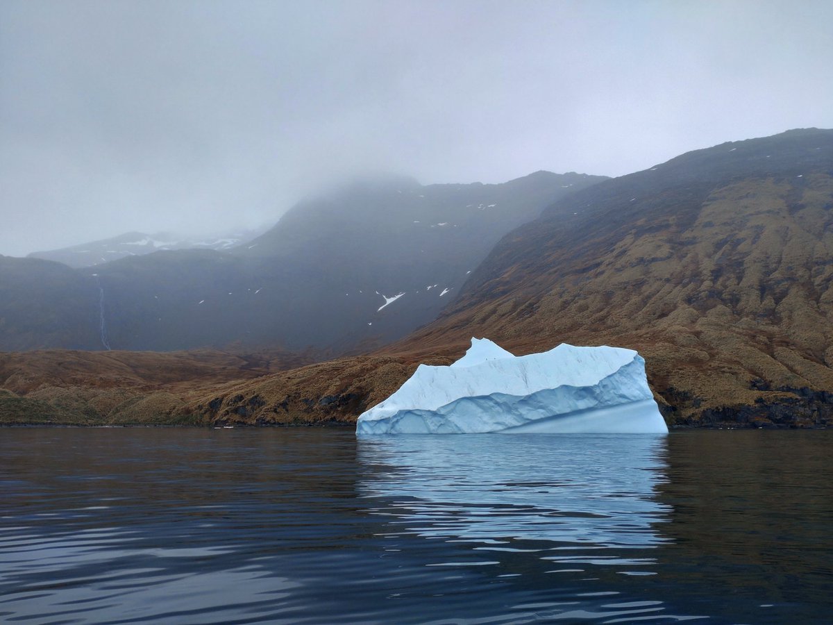 whale_nerd's tweet image. Bits of the tabular iceberg named a76h are all around the coast of South Georgia at the moment. They&apos;re brightening up some very dark days as we make observations of mass mortalities of elephant seal pups, likely due to #HPAI