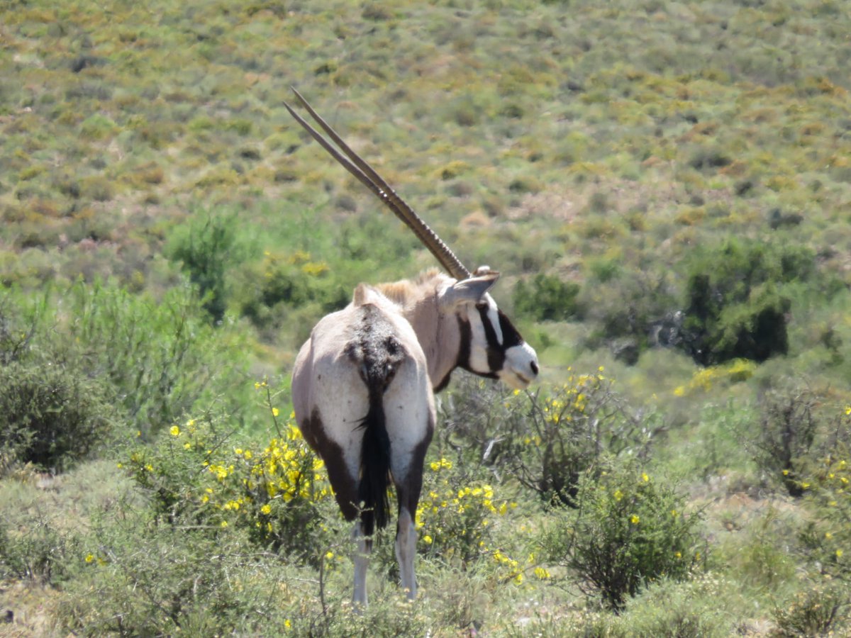 Those horns look as if they could do some serious damage.  📷Berdine Ackerman #KarooNationalPark #karoo #BeaufortWest #LiveYourWild <a href="/SANParks/">SANParks</a>