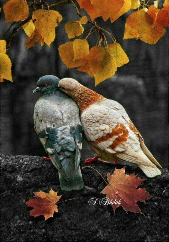 CorellaTej7982's tweet photo. Tortolitos 💕❤️ #enamorados #enamoradas #FelizViernes #happyday #lovers #crush #amore #liebe #amour #otoño #fall #fallingleaves #WeekendVibes https://t.co/KJTz4jXPbV