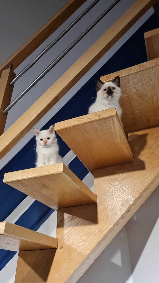 ln_jerem's tweet photo. Nos bébés 🥰 #chat #cat #CatsOfTwitter #Caturday https://t.co/yZV9fBnd74