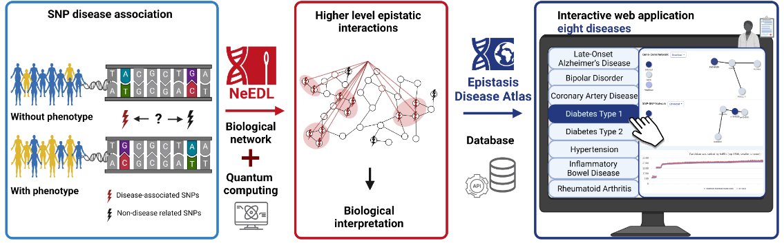 Check out the preprint for NeEDL (doi.org/10.1101/2023.1…), a method for identifying higher-order epistasis using PPI networks. Huge collaborative effort with @MarkusHoffmann2 @NicoTrummer @KacprowskiTim @janbaumbach and many others.