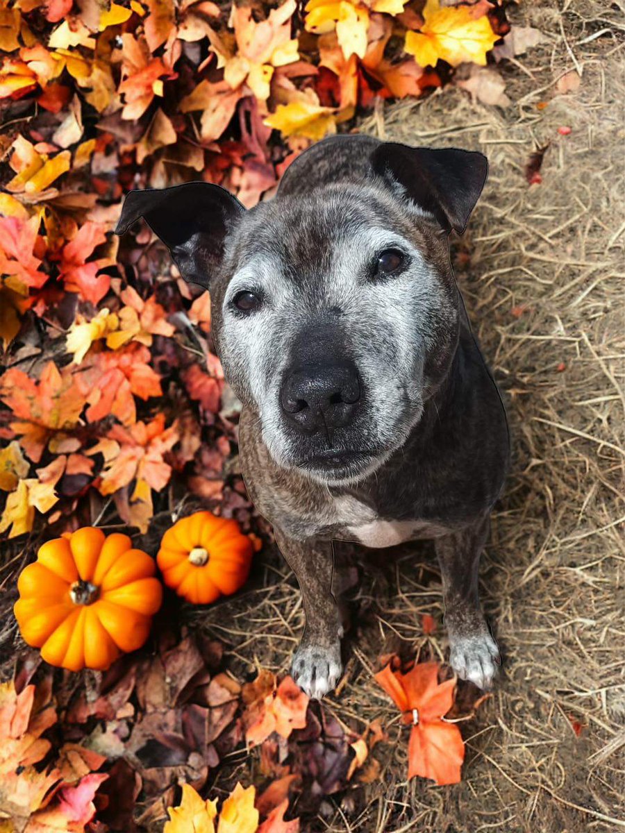 Please retweet to help Albert find a home #StokeOnTrent #UK  
Aged 11,  Albert has been overlooked. He's looking for an adult home as the only pet. 
DETAILS or APPLY👇 seniorstaffyclub.co.uk/adopt-a-staffy…
  #dogs #pets