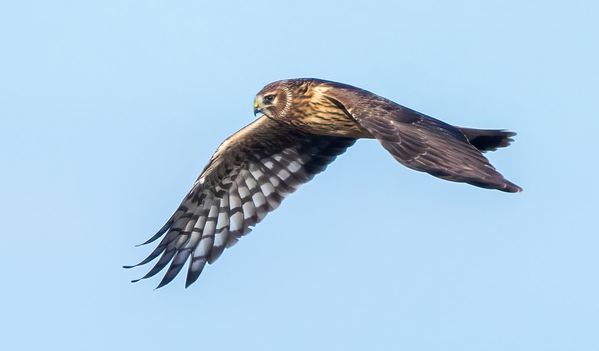 HEN HARRIER - Up to 4 at Stone Creek this week - so good to see them #HenHarrier
