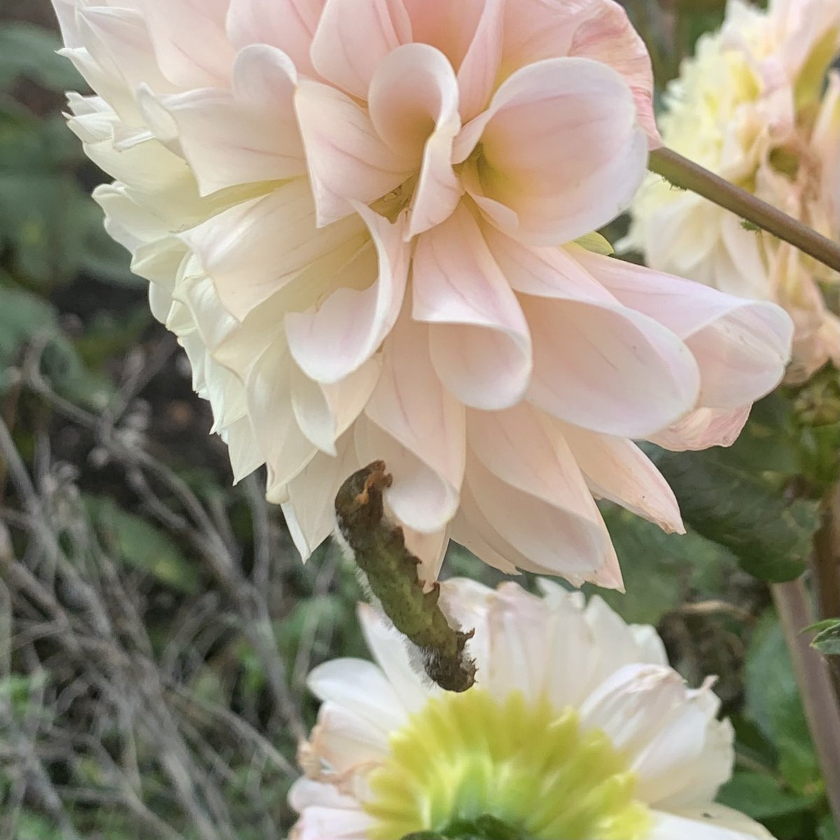 a_fallan's tweet image. Dahlias being nibbled - anyone know what caterpillars these are? #caterpillarid