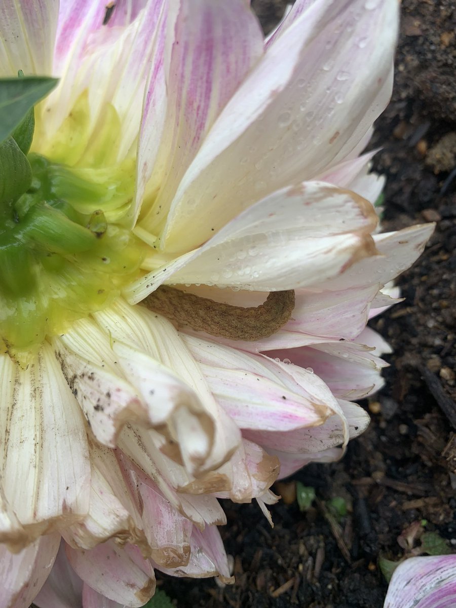 a_fallan's tweet image. Dahlias being nibbled - anyone know what caterpillars these are? #caterpillarid