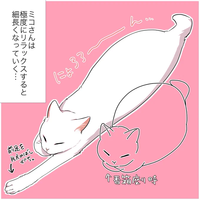 猫って丸くなるものだと思ってた
#漫画が読めるハッシュタグ 
#愛されたがりの白猫ミコさん 