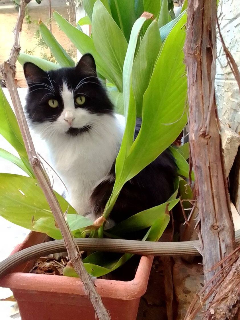 SyrianCats's tweet photo. Good morning our friends 💚
#syriancats #damascus #oreocat https://t.co/DwP5TtxOoS
