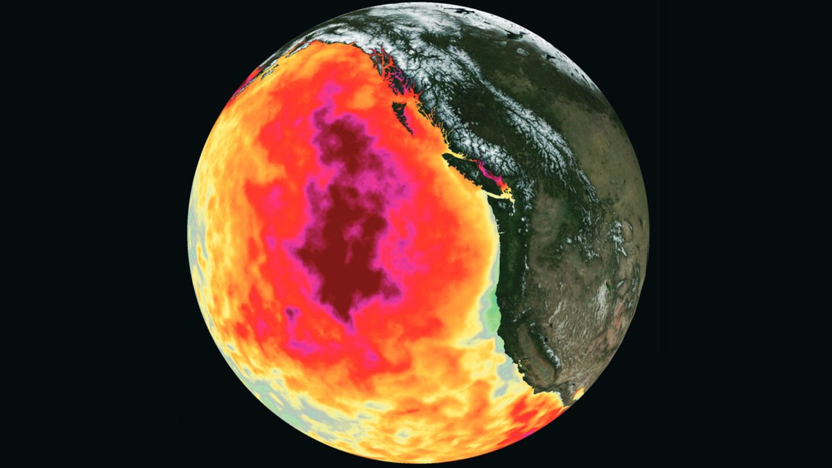 universe_notes's tweet photo. From 2013 to 2016, a mass of sweltering water in the eastern Pacific Ocean, known as the Blob, wreaked havoc on marine ecosystems. This illustration shows how unusually hot the waters were in May 2015, with deepest red representing 3 degrees Celsius above average
#geography_notes https://t.co/YTr3MB0Cxe