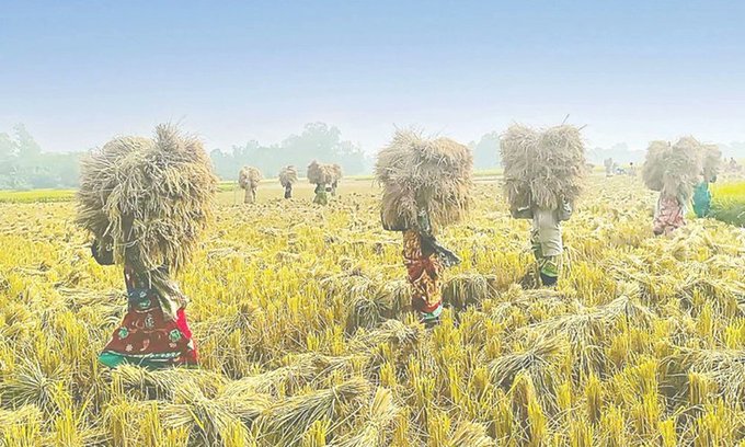 আমন ধান কাটা শুরু, বাম্পার ফলন