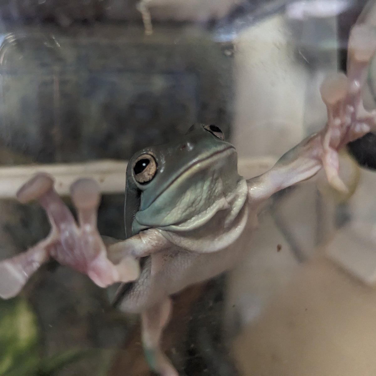 ichirolyn69's tweet photo. ピョーンの瞬間🐸 https://t.co/V2YziQwYhp