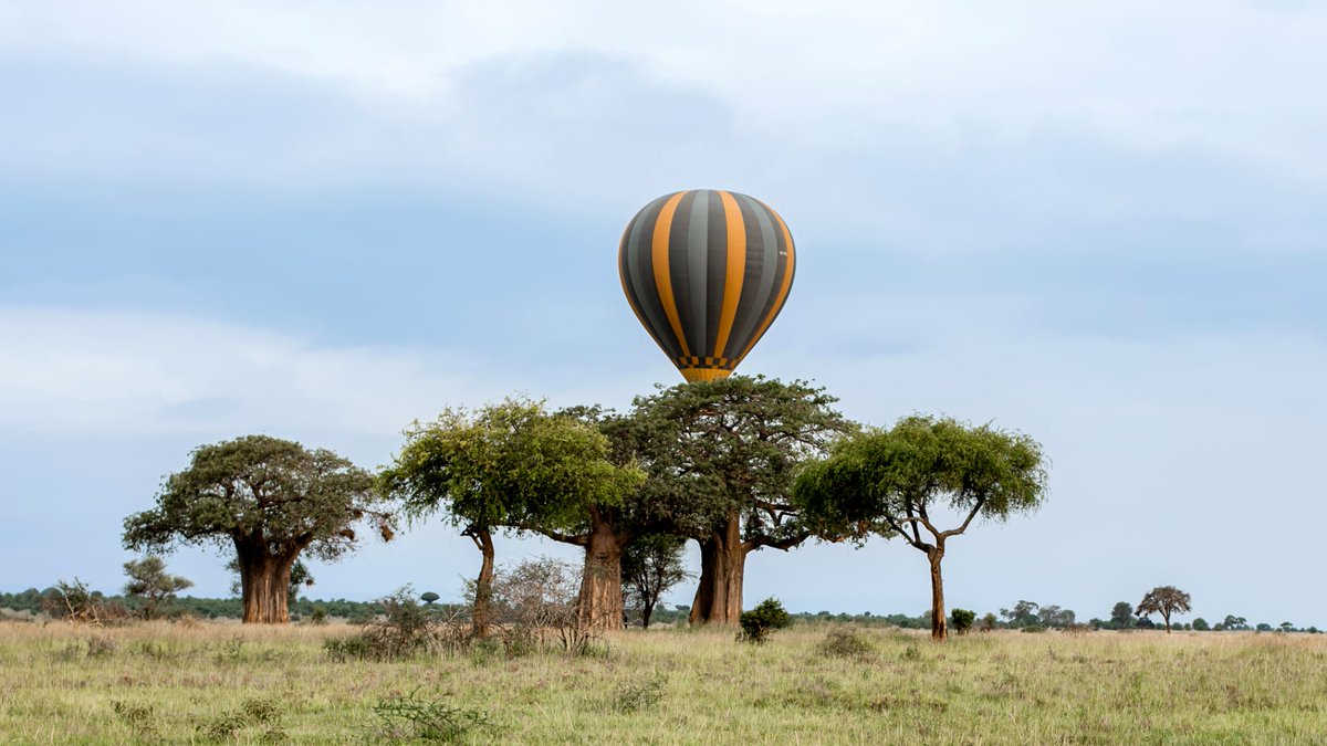 nyangulo2022's tweet photo. Enjoy an incredible balloon safari over the serengeti &amp; tarangire national parks. Embark yourself on an extraordinary adventure by combine your balloon riding and safari in serengeti and tarangire national park.

For booking and inquiries contact us: 
🌐 https://t.co/FgRgopvVNx https://t.co/n9RtSnHTAp
