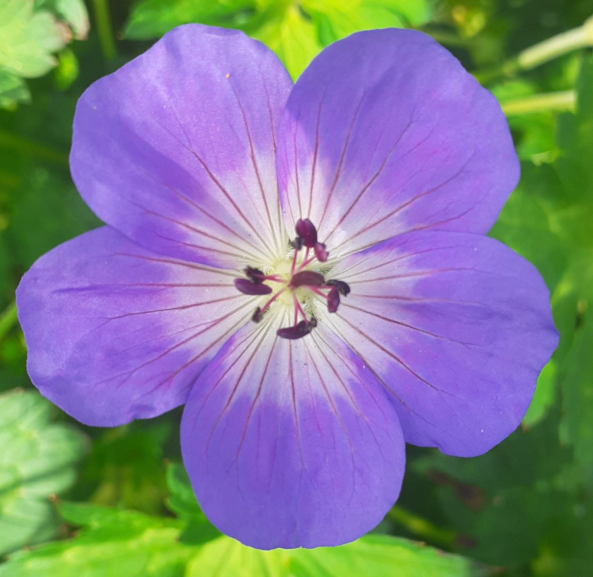 Wishing you all a good one.
💙🙏💙 #FabulousFriday 💙🙏💙 
#flowersonFriday 🌺 #GardeningTwitter🌸 #GardeningX 🌺 
#DailyBrightness 💜⭐ 
#PositiveVibes 🙏