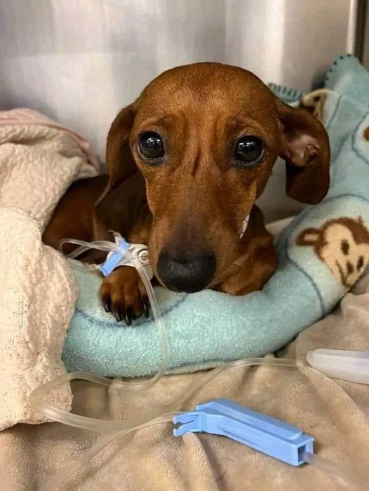 Dachshund tweet media