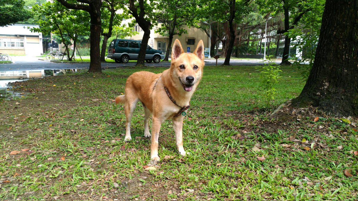 shafferlin's tweet image. 無聊找五年前的照片，找一找就哭了…
吉… 爸爸好想你…