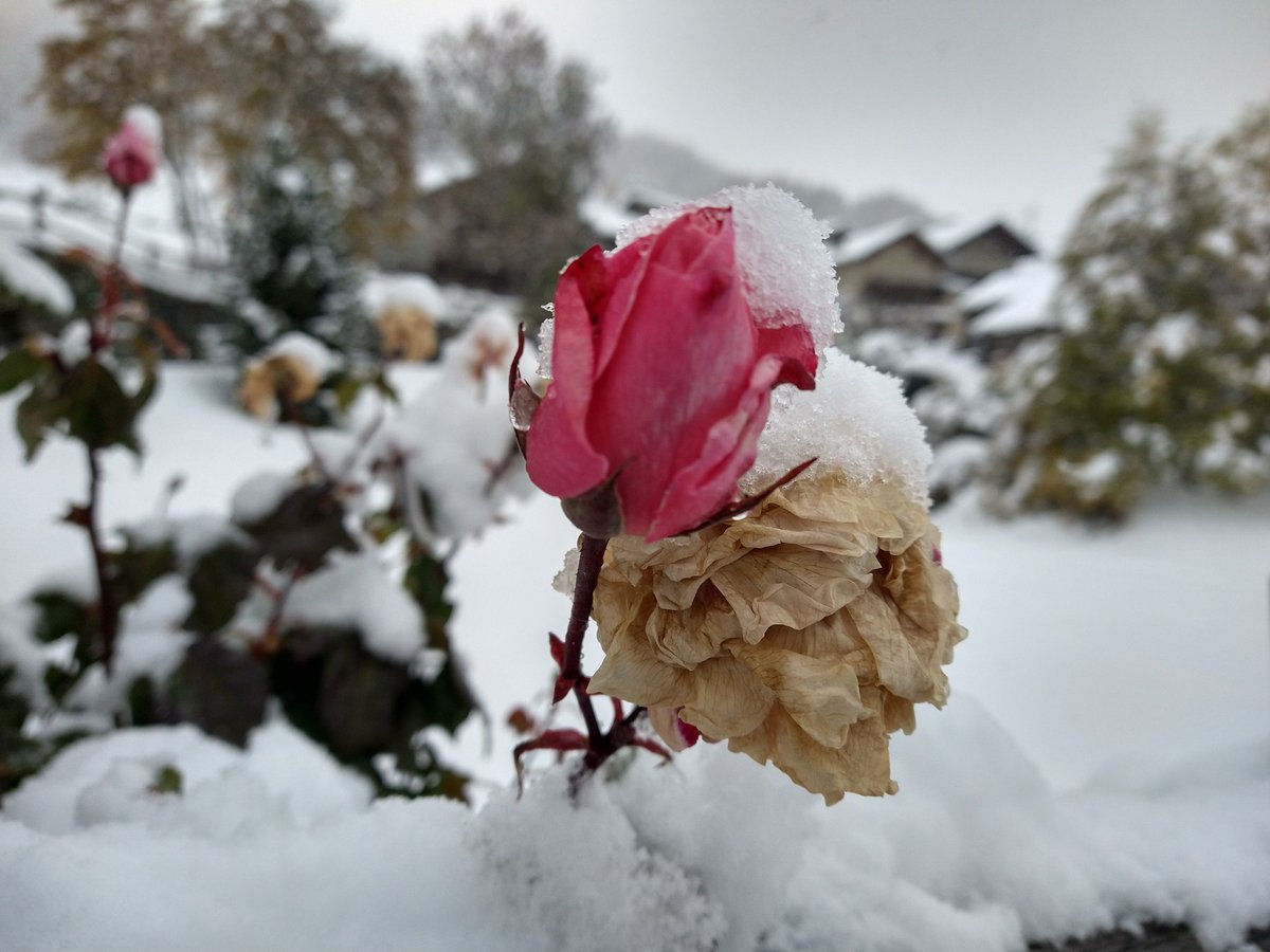 #BuongiornoATutti ... inverno all'improvviso... #natura #stagioni #autunno #inverno #montagna #neve #meteo