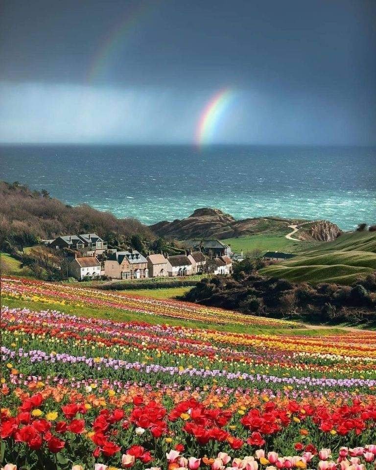 Beautiful rainbows and flower fields at Lulworth Cove, United Kingdom.