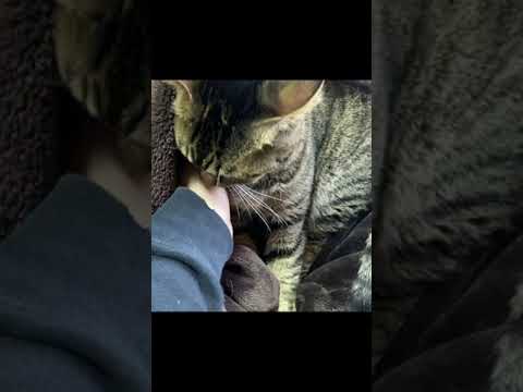 MeowMoeDotCom's tweet image. 凶暴猫を触って暖を取ろうとしたら...
 
meowmoe.com/93507/
 
#ニャー #ネコ #Amusing #Animal #Animals #Cat #Cats #Cute #Fantastic #I