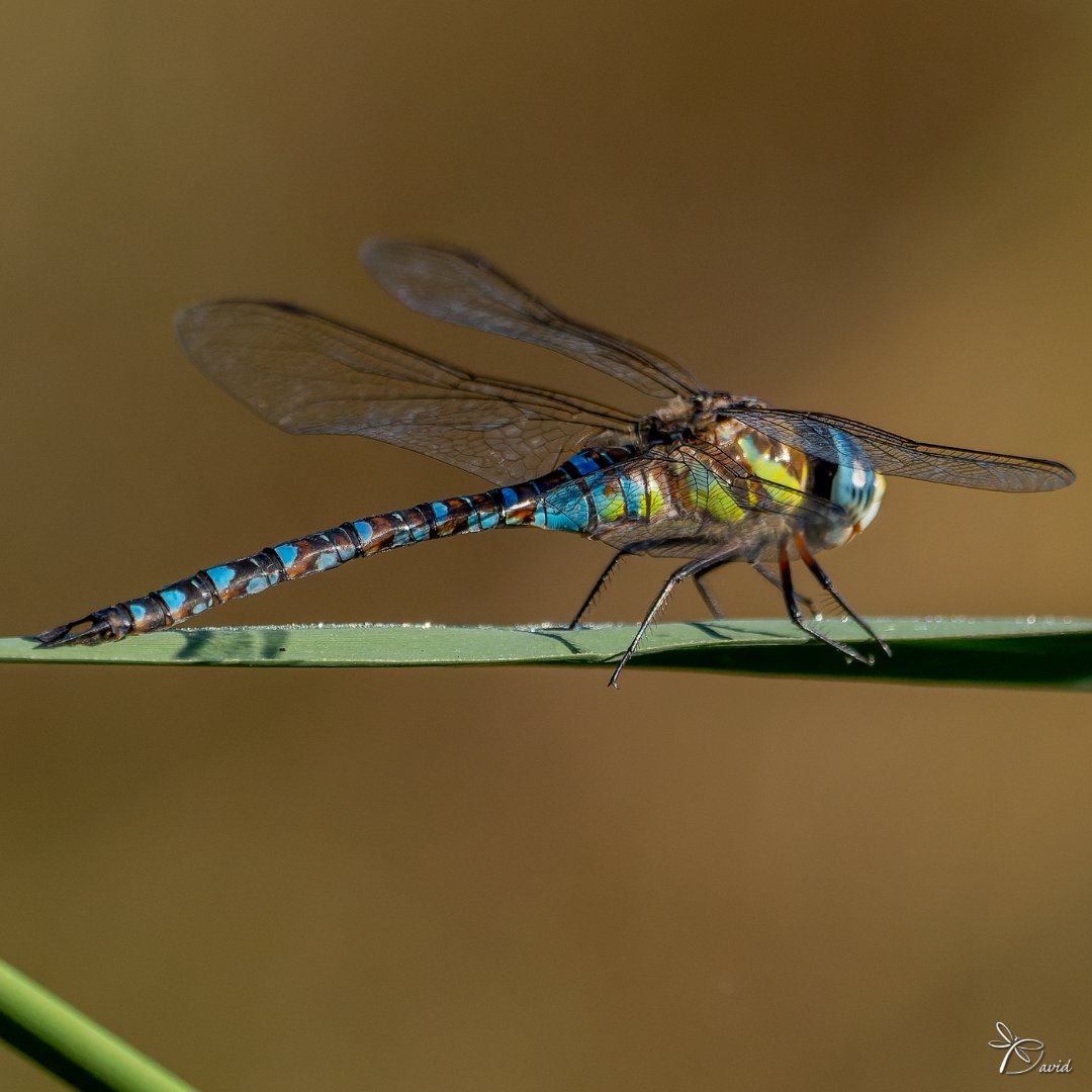 Garumnia's tweet photo. ☑️ 𝘈𝘦𝘴𝘩𝘯𝘢 𝘮𝘪𝘹𝘵𝘢 (Latreille, 1805) ♂️
✔️Espiadimonis tardorenc (català)
✔️Libélula de otoño / Esna Falso zafiro (castellano)
✔️Libeliña de outono (galego)
✔️Migrant Hawker (english)
#aeshnamixta #dragonfly #migranthawker https://t.co/AYzFws9E3B