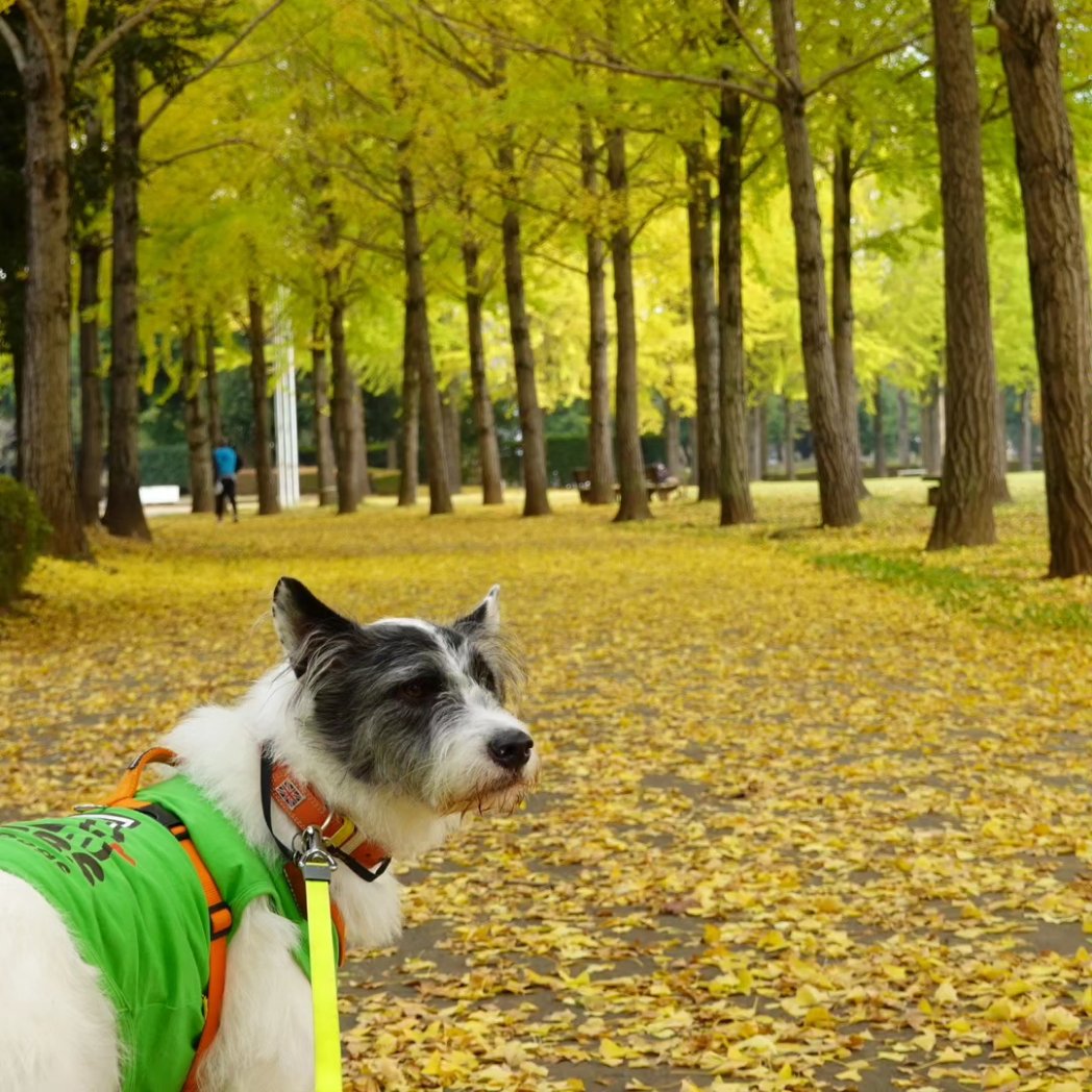 KabaWorks's tweet photo. 紅葉の季節🍁
秋ですね( ´_ゝ`) https://t.co/mRLpxbK3KH
