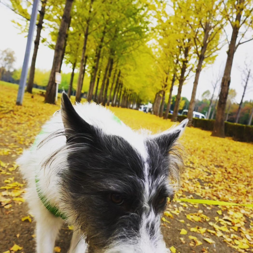 KabaWorks's tweet photo. 紅葉の季節🍁
秋ですね( ´_ゝ`) https://t.co/mRLpxbK3KH