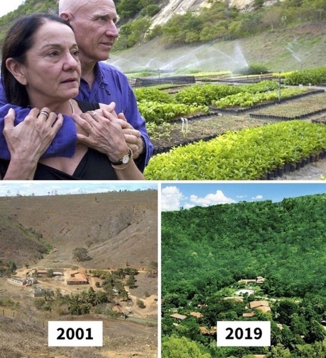 Over the course of the 20 years, Sebastiao Salgado and his wife planted an astonishing 2.7 million trees in Brazil 🇧🇷!

They rejuvenated 1,500 acres of rainforest, and the site became home to 293 plant species, 172 bird species, and 33 animal species.

@Debbie_banks30