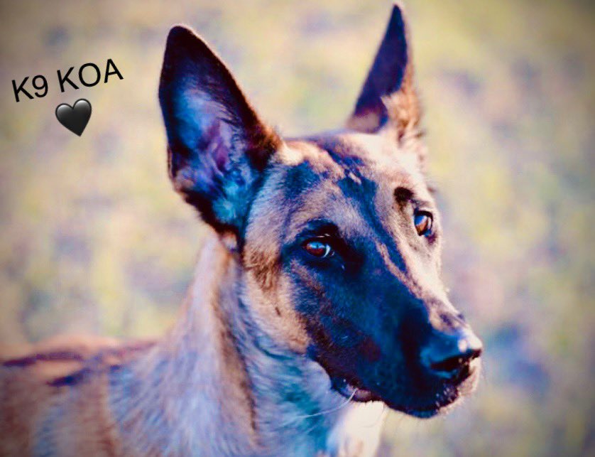 Love4PoliceDogs's tweet image. It’s late &amp;amp; I’m sick but working &amp;amp; planning giveaways &amp;amp; donor gifts 4 November! We MUST get these girls vested! B/c lately they’ve been tracking &amp;amp; catching bad guys a LOT &amp;amp; they NEED extra protection! 
1st giveaway post: Fri PM 11/10! 
PLEASE repost! TY!
k9sofvalor.org/vests